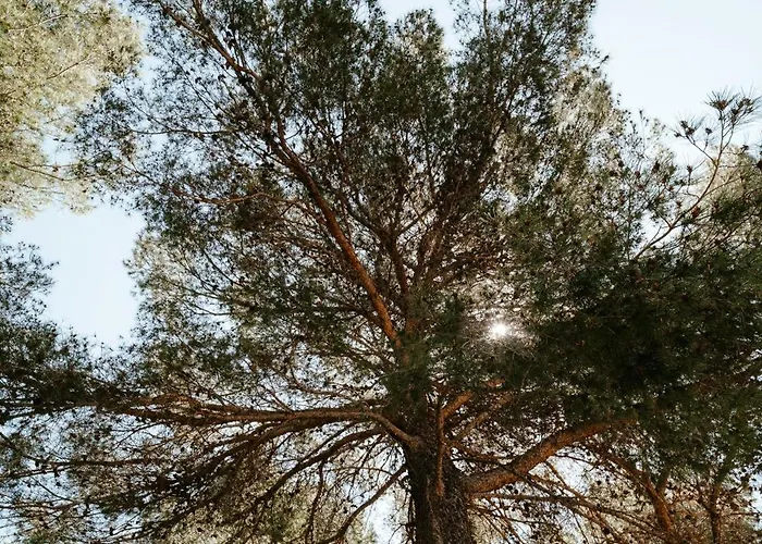 Mobile Amelie - Oaza Mira * ドラゲ